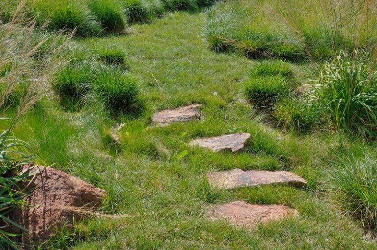 The California Groundcovers That Fill the Gaps Between Your Stepping Stones and Handle Foot Traffic All Year