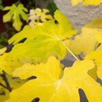 What Yellow Fig Leaves Are Telling You Before Winter