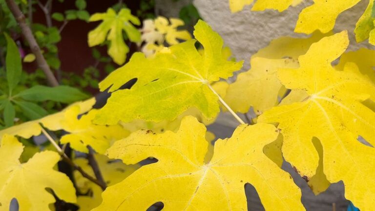 What Yellow Fig Leaves Are Telling You Before Winter