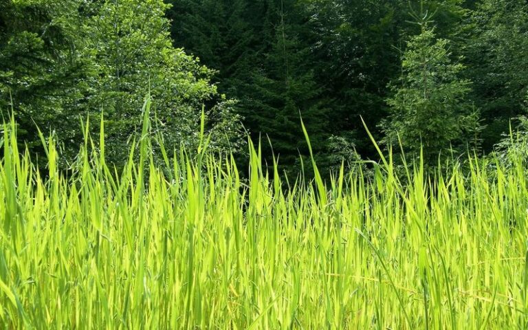 The Yard Mistakes That Quietly Turn a North Carolina Backyard Into a Tick Hotspot