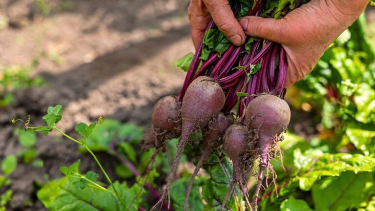 Your Fall Beets Grow Lush Green Tops but Tiny Roots, and Crowding Is Usually Why