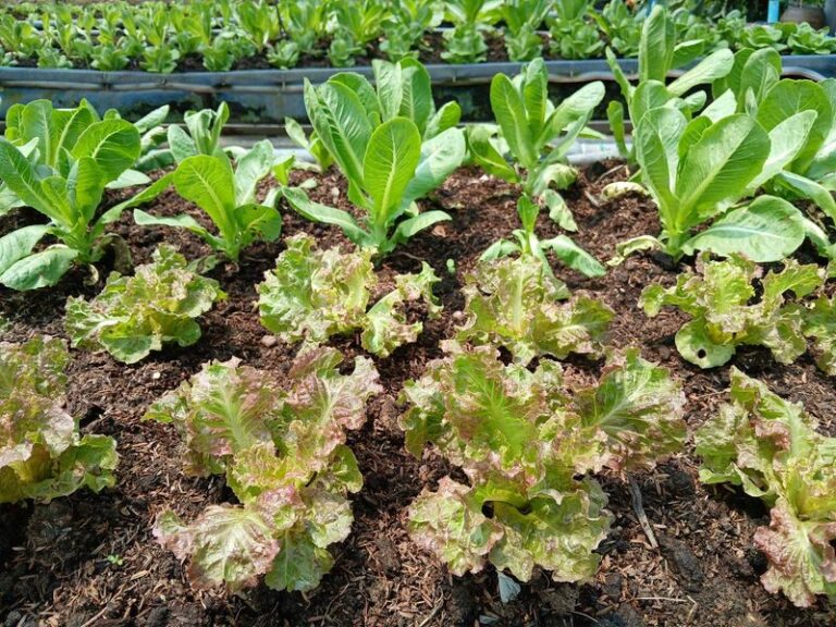 Why your fall lettuce leaves turn brown and slimy at the edges, and how to save the rest of the bed