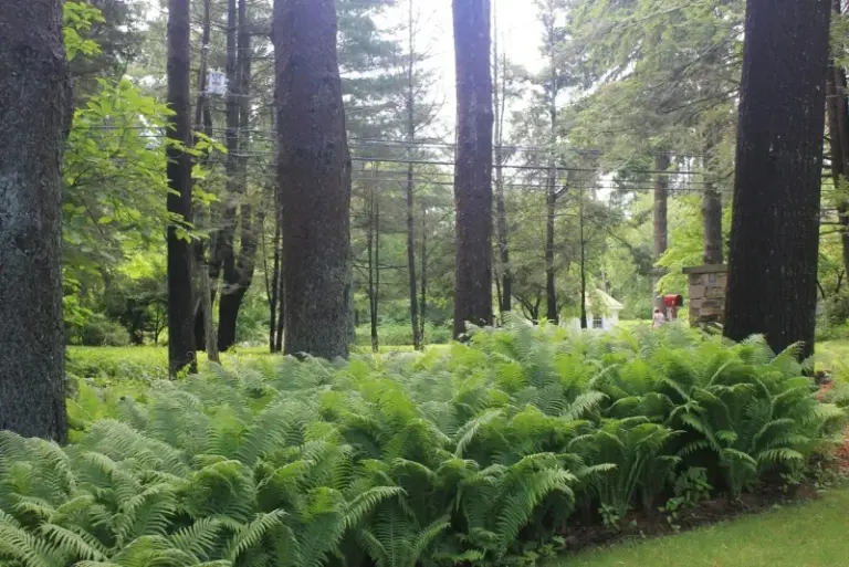 The Strange Jungle-Looking Plants That Actually Thrive in North Carolina Yards