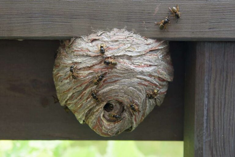 Can a Porch Plant Keep Hornets Away in Texas? What Actually Helps at Your Front Door