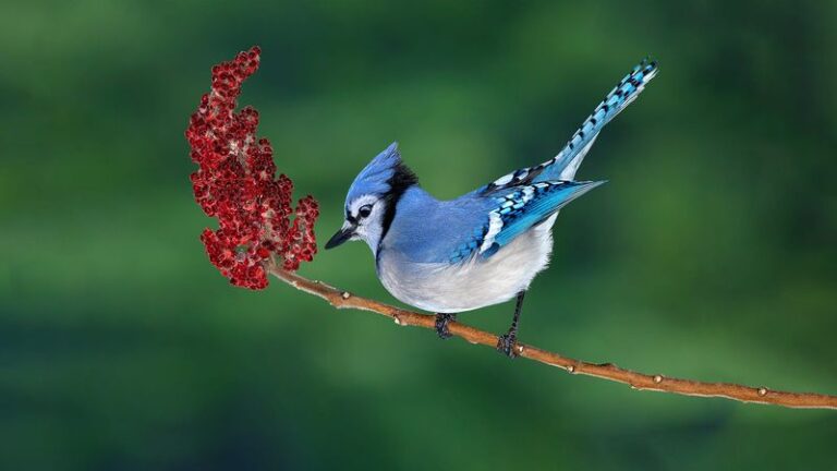 Why Blue Jays May Be More Noticeable in Central Texas Yards This Fall
