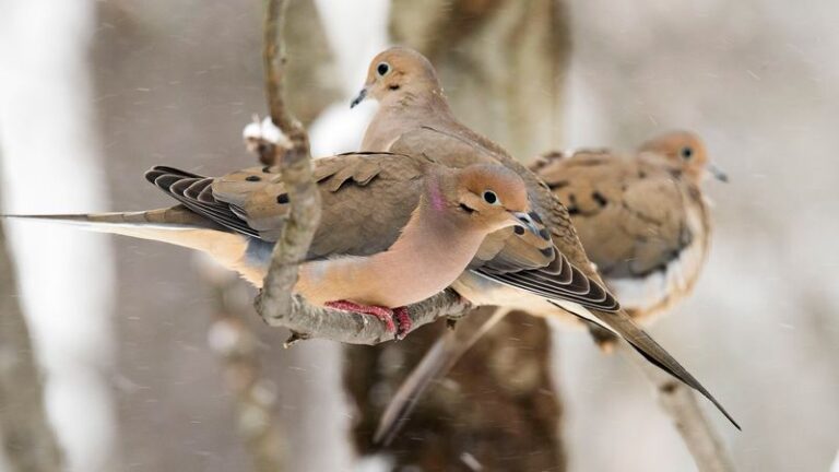 What That Mourning Dove Cooing in Your Central Texas Yard Every Fall Morning Is Really Telling You