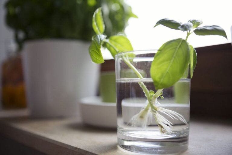 Root Basil Cuttings Before Cold Hits to Start an Indoor Plant This Winter