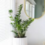 These 12 Common Houseplants Hide Toxic Sap That Sickens Curious Cats, Dogs and Toddlers