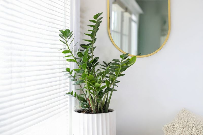 These 12 Common Houseplants Hide Toxic Sap That Sickens Curious Cats, Dogs and Toddlers