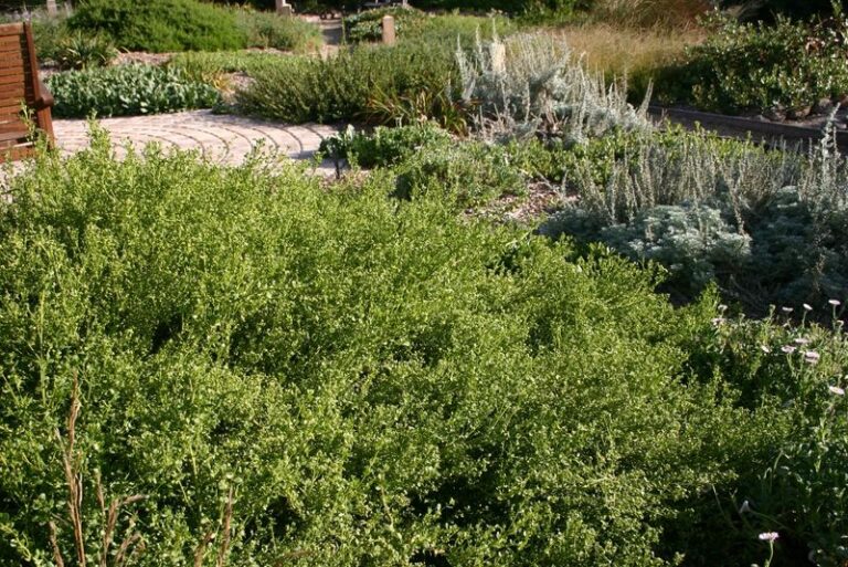 The Fire-Resistant Shrubs California Fire Agencies Actually Recommend Near Your Home, and the Popular Ones They Warn Against