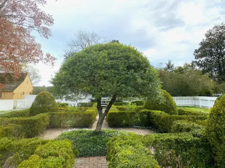 Yaupon Holly: A Native Texas Evergreen to Consider Instead of Privet Hedges