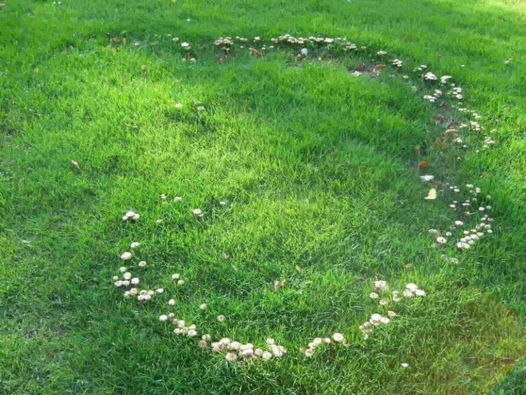 Those Brown Lawn Rings After Rain Could Be Fairy Rings, and Here Is What They Can Tell You About Your Soil
