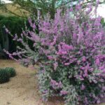 Cenizo Is Low-Maintenance After Establishment: Why Fall Is a Smart Time to Plant This Texas Native
