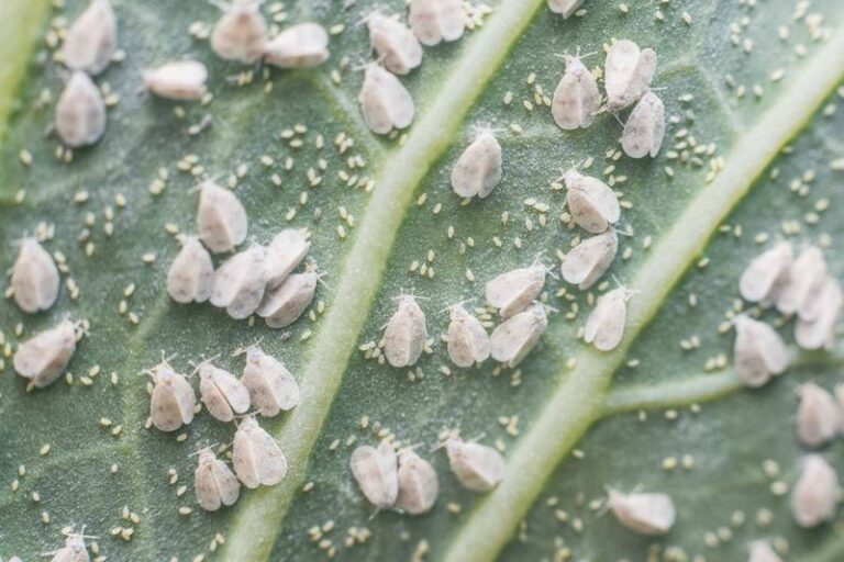 Fuzzy White Wax on Your California Avocado or Citrus? What Giant Whitefly Does to a Tree