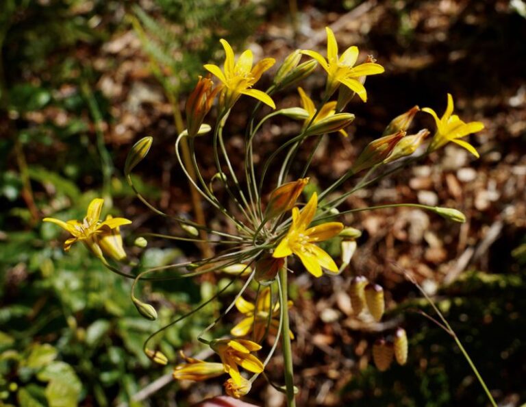 The California Native Bulbs to Plant Now So Winter Rains Bring Them Up Blooming by Spring