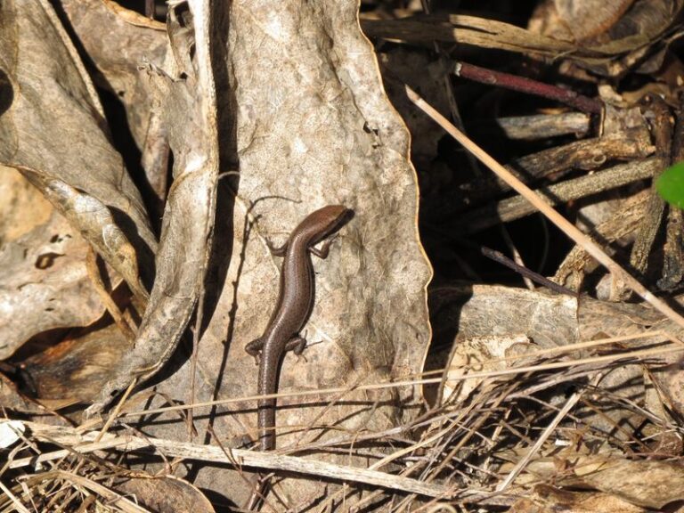 Why Skinks Keep Turning Up Under Your California Woodpile This Fall