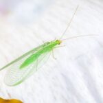 Lacewing Larvae May Help With Rose Aphids in California, but Winter Habits Vary