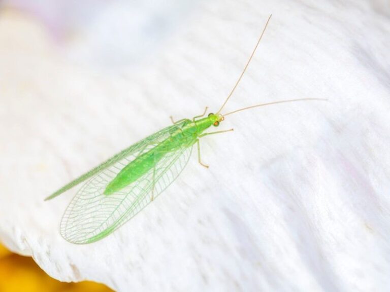 Lacewing Larvae May Help With Rose Aphids in California, but Winter Habits Vary