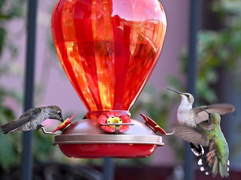 Hummingbird Feeders Left Up Through Late October Help the Last Migrants Refuel, Just Keep Ants and Wasps Off This Way
