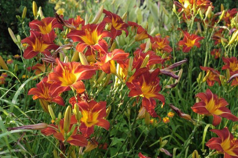 When to Cut Back Daylilies in Fall: Signs Your Plants Are Ready