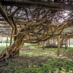 What North Carolina Muscadine Vines Need This Fall to Stay Healthy for Next Year