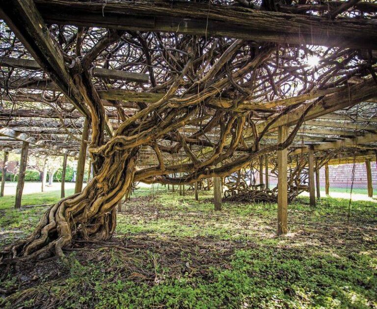 What North Carolina Muscadine Vines Need This Fall to Stay Healthy for Next Year