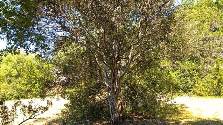 Texas’s Strangest Native Fruit Is Still Hanging on Trees This Fall, and Here’s Why It’s Worth Growing