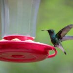 A Clean Hummingbird Feeder in October Can Offer Late-Season Hummingbirds Supplemental Food