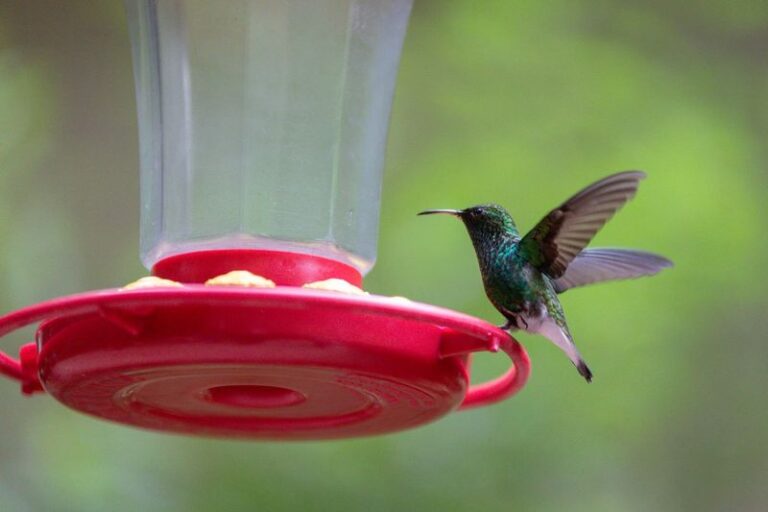 A Clean Hummingbird Feeder in October Can Offer Late-Season Hummingbirds Supplemental Food