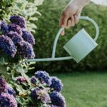 Your Hydrangeas May Struggle Next Summer When Dry Fall Soil Goes Unwatered