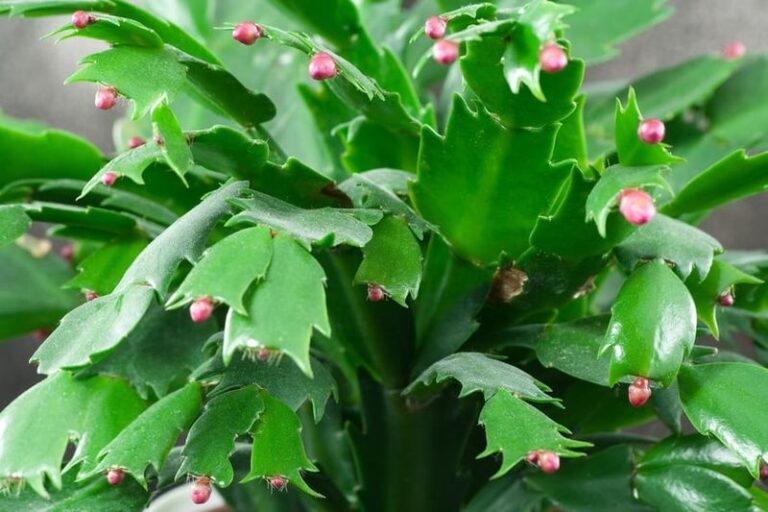 Fall Changes Can Encourage Your Christmas Cactus to Form Buds Before the Holidays