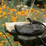 What California’s Fence Lizards Can and Can’t Tell You About Ticks