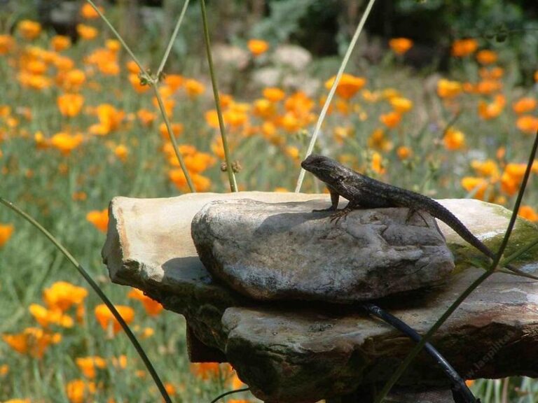 What California’s Fence Lizards Can and Can’t Tell You About Ticks