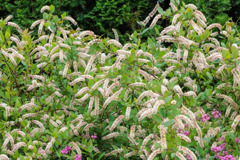 The Native North Carolina Shrubs You Plant Once and They Hide Your AC Unit and Trash Cans for Good