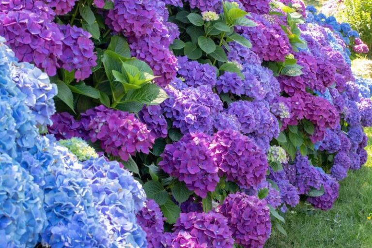 Turn One Hydrangea Into a Whole Row of New Shrubs With This Simple Fall Branch Trick