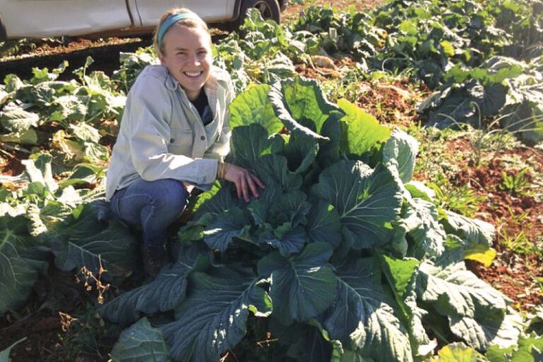 How to Tend North Carolina Collards for a Possible Winter Harvest