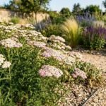 These White Perennials Come Back in Your Texas Yard Every Year Through Heat and Drought