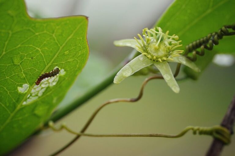 Corkystem Passionflower: The Understated Florida Native Vine That Hosts Butterfly Caterpillars