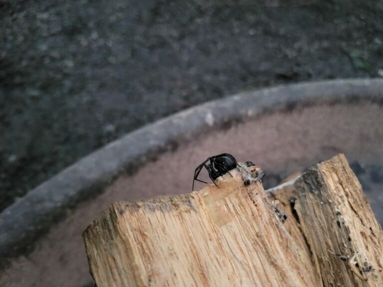 The Cluttered Garage Corners Where Black Widows Hide in Your Central Texas Home This Fall