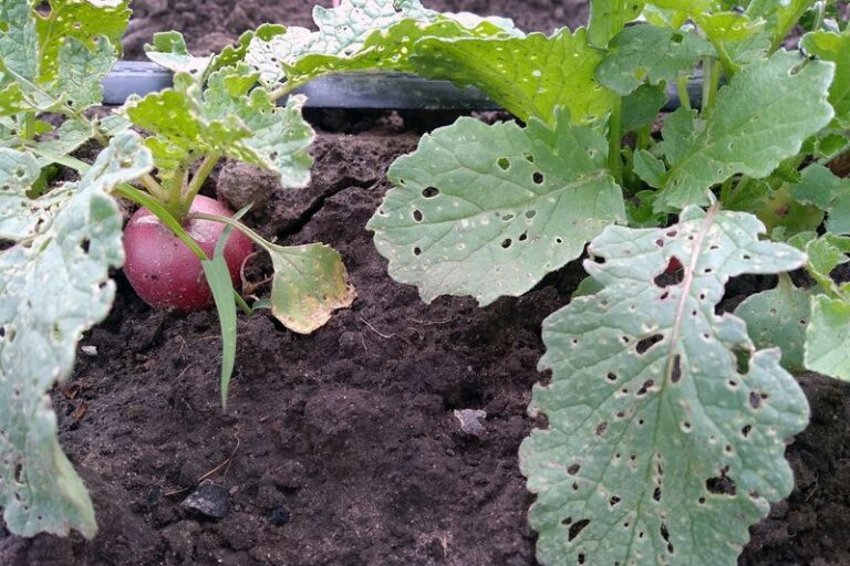 Tiny Holes in Fall Collards and Mustard Greens May Mean Flea Beetles, and a Properly Sealed Row Cover Can Help Protect New Growth