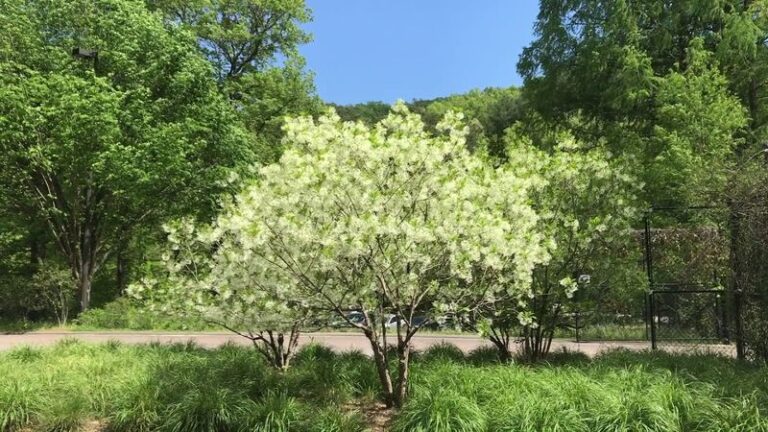 A Relatively Low-Litter Florida Native Flowering Tree for Small Yards and Driveway Edges