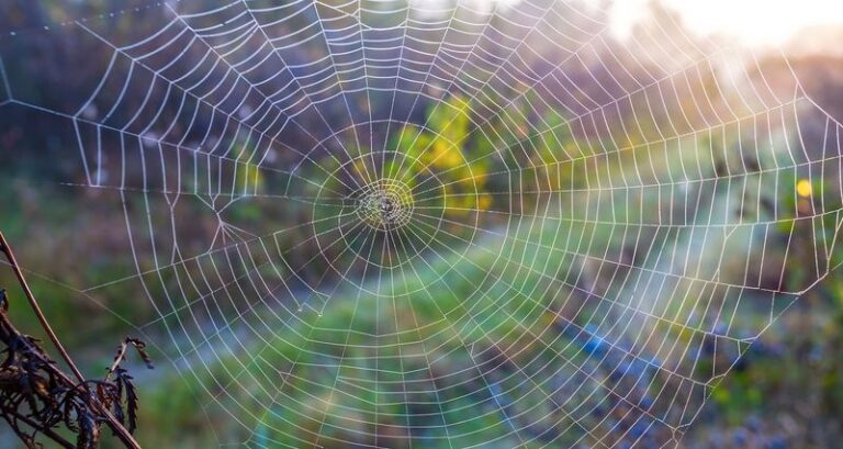 What It Really Means When Garden Spiders Build Webs All Over Your California Yard in Fall