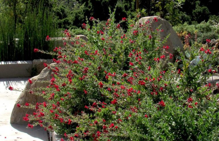 The Foundation Plants That Actually Handle California Clay Soil and Brutal Summer Heat Against Your House