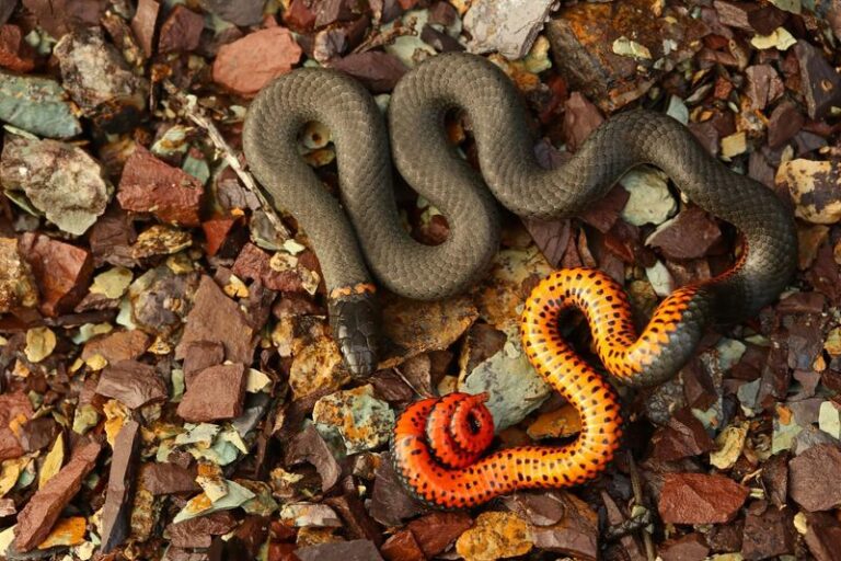 California Ringneck Snakes Eat the Slugs Under Your Pots, but Gardeners Kill Them on Sight