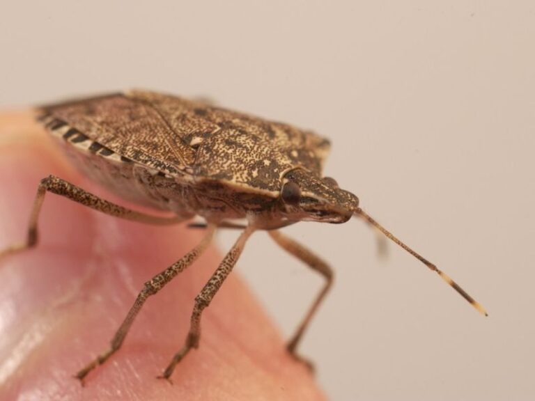 Stink Bugs Sneaking Into Your Kitchen This Fall Fall for a Simple Dish Soap and Light Trap You Set Up in Minutes