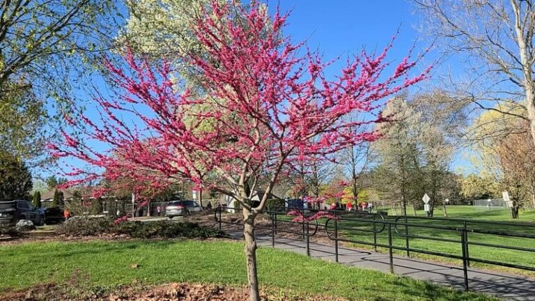 Texas Redbud Near Your Driveway: A Compact Native Tree Worth Considering