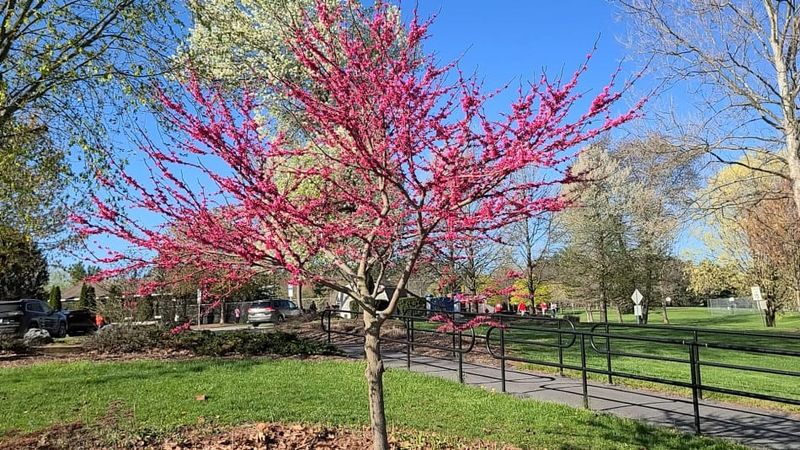 Texas Redbud Near Your Driveway: A Compact Native Tree Worth Considering