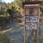 Rake Smart Under Your California Oaks: Some Bumblebee Queens Overwinter in Leaf Litter