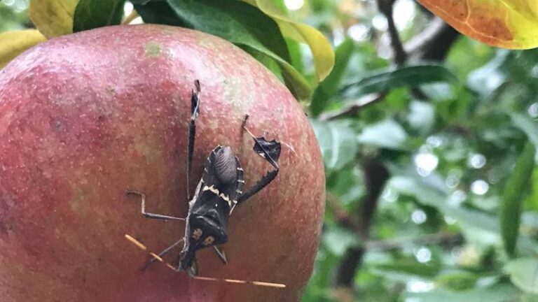 The Pest Quietly Chewing Through California Tomatoes and Pomegranates in the Same Yards This Fall