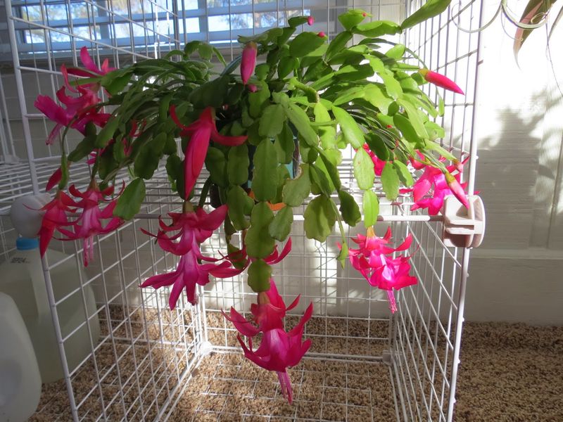 Those Christmas Cactus Pieces That Snap Off Are a Free New Plant for Your North Carolina Windowsill